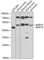 BMP-15 Antibody in Western Blot (WB)