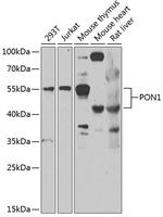 PON1 Polyclonal Antibody
