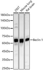 Beclin 1 Polyclonal Antibody