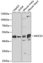 MOCS3 Antibody in Western Blot (WB)