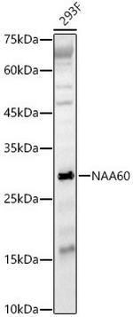 NAT15 Antibody in Western Blot (WB)