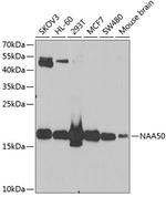 NAT13 Antibody in Western Blot (WB)