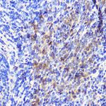 ATG10 Polyclonal Antibody