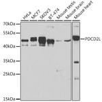 PDCD2L Antibody in Western Blot (WB)