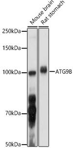 ATG9B Polyclonal Antibody