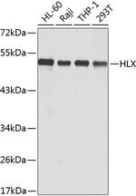 HLX Polyclonal Antibody