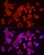 Furin Polyclonal Antibody