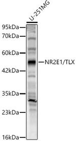 TLX Polyclonal Antibody