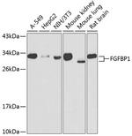 FGFBP1 Polyclonal Antibody