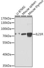 IL21R Polyclonal Antibody