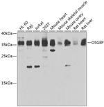 OSGEP Polyclonal Antibody