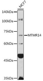 MTMR14 Antibody in Western Blot (WB)