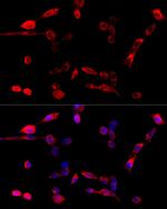 Tug Polyclonal Antibody