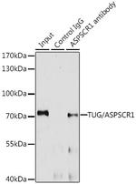 Tug Antibody in Immunoprecipitation (IP)