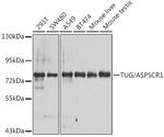 Tug Antibody in Western Blot (WB)