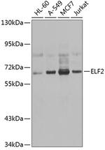 ELF2 Polyclonal Antibody