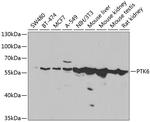 BRK Antibody in Western Blot (WB)