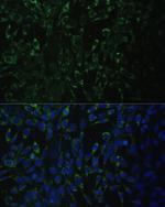 ALDH1A2 Polyclonal Antibody