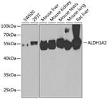 ALDH1A2 Antibody in Western Blot (WB)