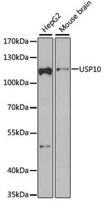 USP10 Polyclonal Antibody