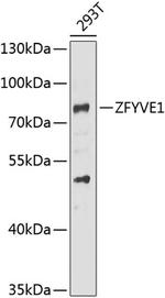 ZFYVE1 Polyclonal Antibody