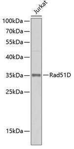 RAD51D Polyclonal Antibody