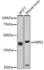 WIPI2 Polyclonal Antibody