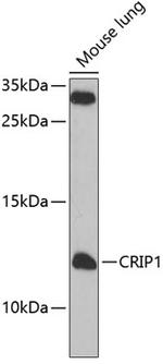 CRIP1 Polyclonal Antibody