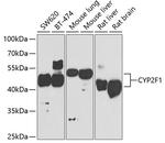 CYP2F1 Antibody in Western Blot (WB)