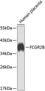 CD32b Polyclonal Antibody
