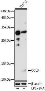 CCL3 Polyclonal Antibody