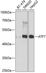 ATF7 Polyclonal Antibody
