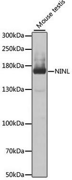 NINL Polyclonal Antibody
