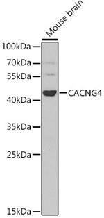 CACNG4 Antibody in Western Blot (WB)