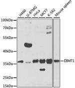 DIMT1 Polyclonal Antibody