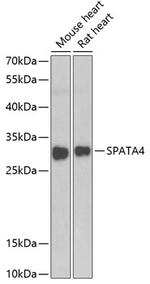 SPATA4 Polyclonal Antibody