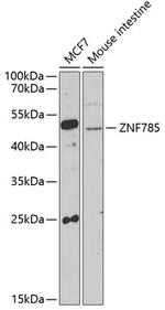 ZNF785 Polyclonal Antibody