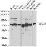UGT3A2 Polyclonal Antibody