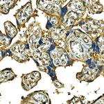 CD49b (Integrin alpha 2) Antibody in Immunohistochemistry (Paraffin) (IHC (P))