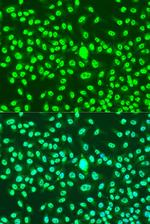 Cyclin A2 Polyclonal Antibody