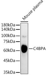 C4BPA Polyclonal Antibody