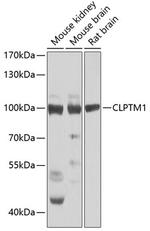 CLPTM1 Polyclonal Antibody