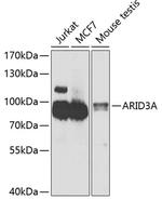 DRIL1 Antibody in Western Blot (WB)