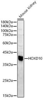 HOXD10 Polyclonal Antibody