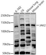JAK2 Polyclonal Antibody