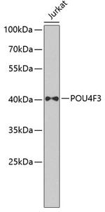 POU4F3 Polyclonal Antibody