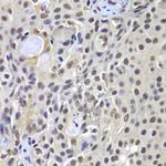 DNA-PK Antibody in Immunohistochemistry (Paraffin) (IHC (P))