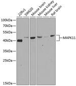 p38 MAPK beta Polyclonal Antibody