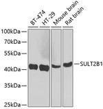 SULT2B1 Antibody in Western Blot (WB)