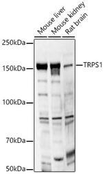 TRPS1 Polyclonal Antibody